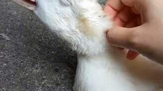 Массаж для уточки - смотреть видео (0:21)