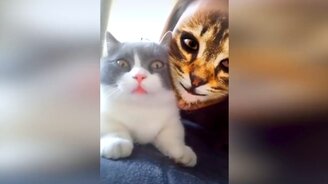 Кошачьи испуги, манеры и приколы - смотреть видео (10:09)