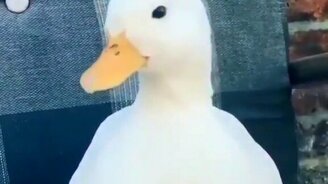 Как включить кряканье - смотреть видео (0:14)