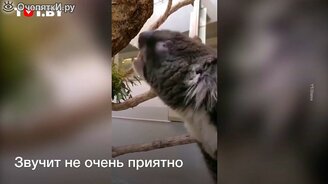 Как кричит коала - смотреть видео (0:30)