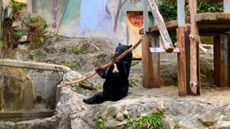 Медведь, забавляющийся с палкой - смотреть видео (4:22)