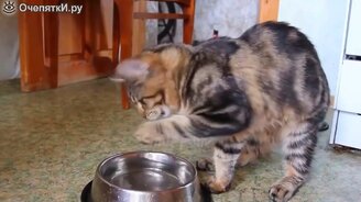 Безумно смешные кошки - смотреть видео (9:50)