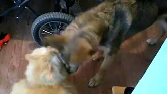 Как М и Ж... - смотреть видео (1:03)