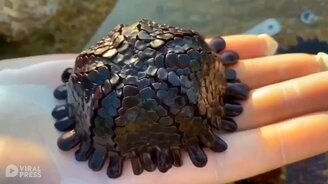 Редкие морские ежи - смотреть видео (1:44)