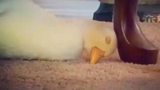 Как спит утка - смотреть видео (0:15)