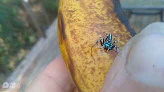 Неоновый паук - смотреть видео (0:57)