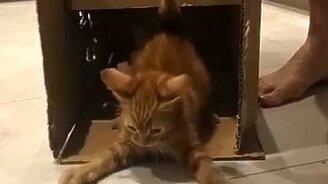 Стучались? А вот и я! - смотреть видео (0:05)