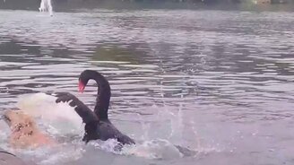 Собака против лебедя - смотреть видео (1:09)