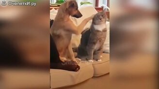 Семейство кошачьих - в главной роли - смотреть видео (10:00)