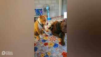 Звук есть, а кошки нет!? - смотреть видео (0:41)