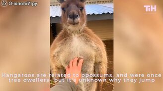 Приколы с живыми существами - смотреть видео (5:51)