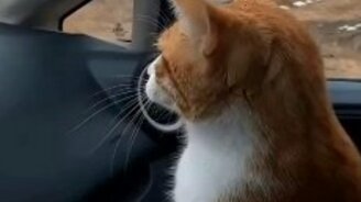 Кот и стадо коров - смотреть видео (0:27)