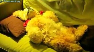 Неподъёмный спаниель - смотреть видео (0:59)