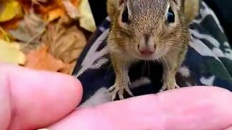 Угощаем бурундучка - смотреть видео (1:00)