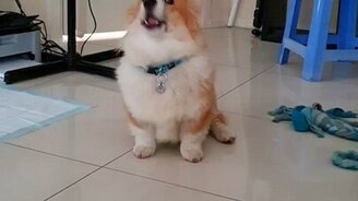 Хаски учит корги завывать - смотреть видео (0:17)