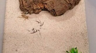 Паук атакует сверчка - смотреть видео (0:03)