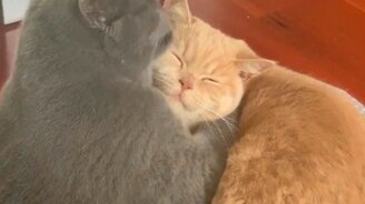 Давай я тебя оближу - смотреть видео (0:15)