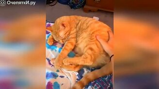 Котики в прикольчиках - смотреть видео (9:49)