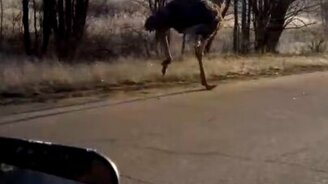 Страус на дороге - смотреть видео (0:29)