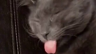 Крепкий сон серенького кота - смотреть видео (0:13)