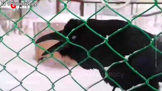 Говорящий ворон: "Ну что?" - смотреть видео (0:27)