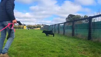 Бычок резвится на воле - смотреть видео (0:31)