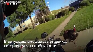 Птица спасла водителя от штрафа - смотреть видео (0:50)