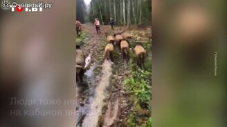 Диких кабанов взяли в плен? - смотреть видео (0:48)