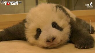 Маленькая панда икает - смотреть видео (0:41)