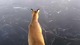 Спасение оленят со льда - смотреть видео (6:05)