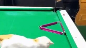 Кошачий финт на бильярдном столе - смотреть видео (0:10)