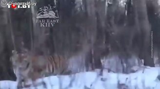 Амурский тигр преследует водителя - смотреть видео (0:35)