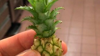 Милый ананасик - смотреть видео (0:09)