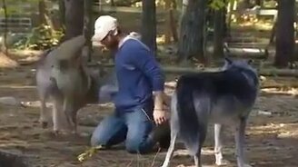 Битва с волками - смотреть видео (0:24)