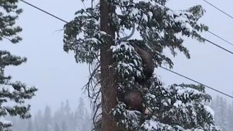 Медведица и медвежонок на дереве - смотреть видео (0:20)