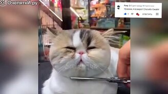 Сюжеты с кошками для веселья - смотреть видео (10:00)