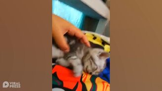 Попытки разбудить котёнка - смотреть видео (0:35)