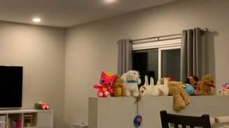 Внезапное обнаружение кролика - смотреть видео (0:25)