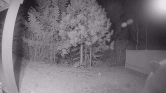 Медведь кусает камеру - смотреть видео (0:37)