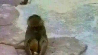 Мартышка и зеркало - смотреть видео (0:12)