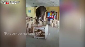 Дикий слон против солдат - смотреть видео (0:51)