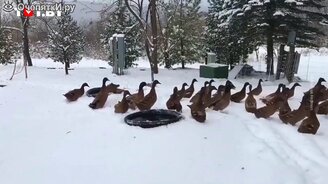 Утки впервые увидели снег - смотреть видео (0:28)