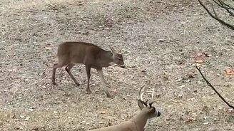 Ой, да ты манекен!? - смотреть видео (0:32)