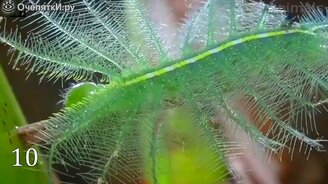 Вот так замаскировались - смотреть видео (7:47)