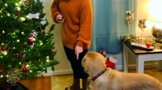 Собака помогает украшать ёлку - смотреть видео (0:20)