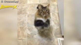 Задорные коты и кошки - смотреть видео (10:17)