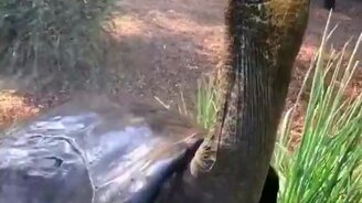 Черепаха принимает душ - смотреть видео (0:18)