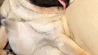 Бульдожик явно крепко спит - смотреть видео (0:07)