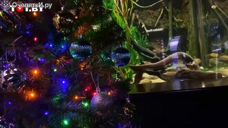 Рыба зажигает гирлянду на ёлке - смотреть видео (0:48)