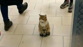 Кошечка в "Пятёрочке" - смотреть видео (0:32)